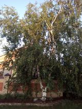 Я люблю Россию. Моя Россия. ДомТамГдеБереза