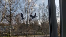Сметанин Дима