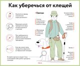 Клещи: реальная угроза или миф?