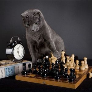 Областной турнир по шахматам