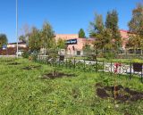 Зазеленеет аллея выпускников