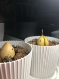 высадка  в горшочки с плодородной землёй