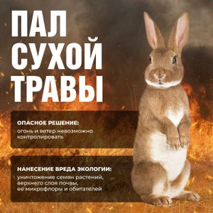 Пал сухой травы