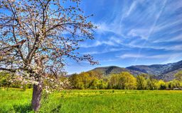 Первая зелень