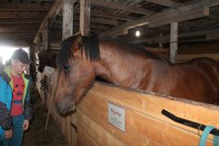 Посещение конного двора "Мезенка"