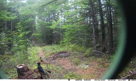 дятел черный