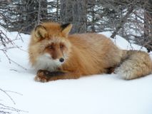 Лисица.  Автор Алмакаев Равиль Тагирович.