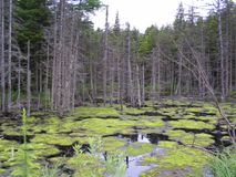 Болото - участок кордона Владимирово. Автор Душин Андрей Александрович.