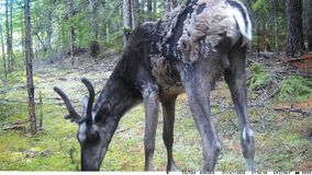 дикий северный олень