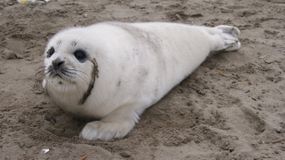 белёк пятнистой нерпы_ларга Автор Борисов В