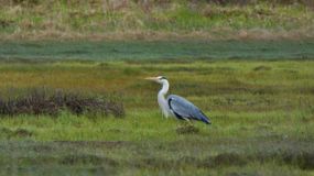 цапля серая