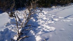 Здесь кормились северные олени