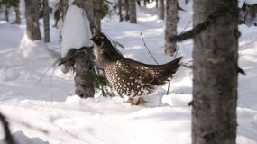 Дикуша. Автор Пирогов Николай Григорьевич