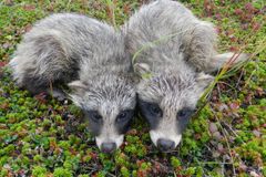 Енотовидная собака. Автор Равиль Алмакаев