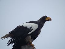 Белоплечий орлан. Автор Борисов Вадим Викторович.