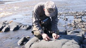 Изучение питания полуводных млекопитающих (Олейников А. Ю.)