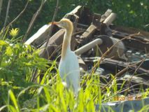 египетская цапля Автор Волохович М.