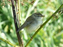 Бурая пеночка.  Автор Алмакаев Равиль Тагирович.