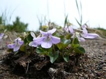 Фиалка холмовая.  Автор Алмакаев Равиль Тагирович.