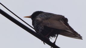 скворец обыкновенный