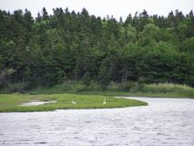 р.Котиковая. Макасеева Т.В.