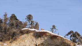 Лисица на наблюдательном пункте