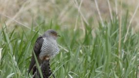 кукушка глухая