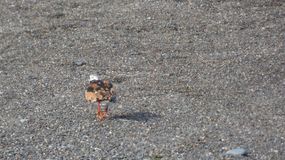 камнешарка