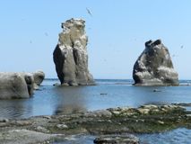 Мыс Терпения - птичий базар.  Автор Алмакаев Равиль Тагирович.