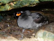 большая конюга Автор Алмакаев Р.