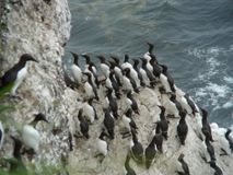 Кайры - мыс Терпения.  Автор Алмакаев Равиль Тагирович.