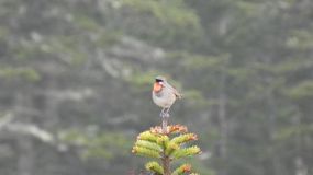 соловей красношейка