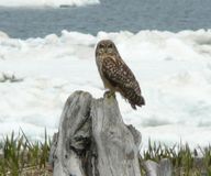 болотная сова Автор Алмакаев Р.