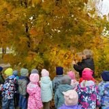 Рассматривание листьев клена, средняя группа А