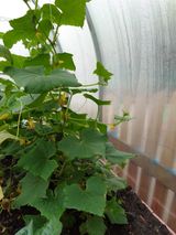 Июнь -июль 2023