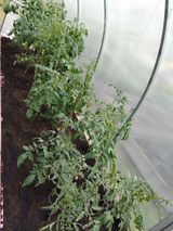 Июнь -июль 2023