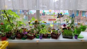 Старшая группа № 11