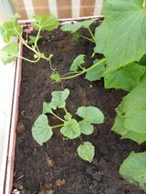 Июнь -июль 2023