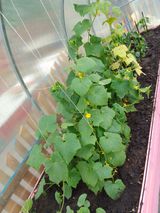 Июнь -июль 2023