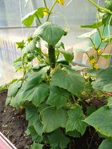 Июнь -июль 2023