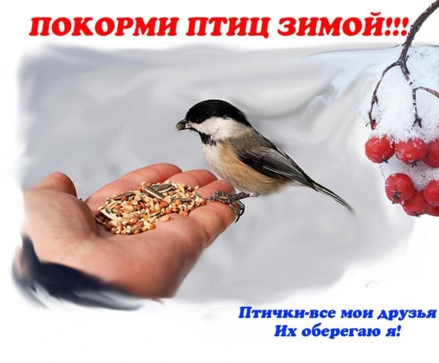 День помощи птицам. Покормите птиц зимой. Акция день зимующих птиц. Акция Покормите птиц зимой. Акция Накорми птиц зимой.
