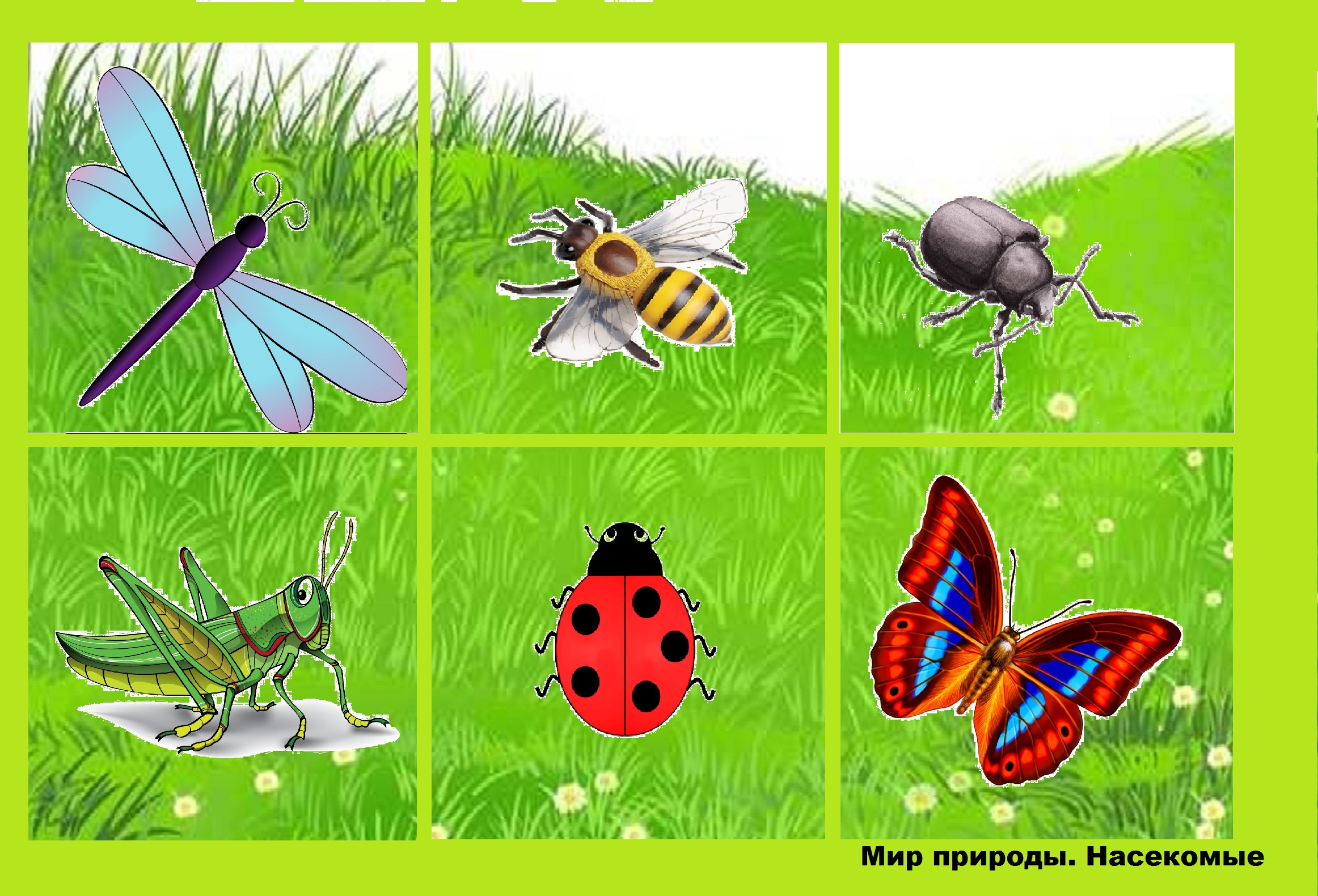 Ознакомление с окружающим миром тема насекомые