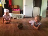 Митюковы Даша и Маша воспитывают кролика