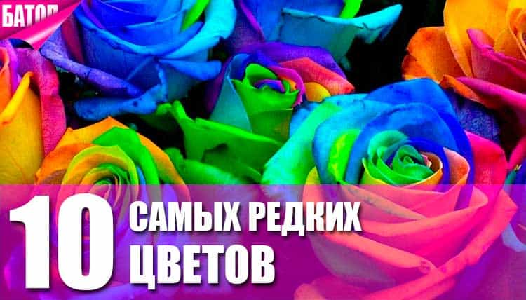самые редкие цветы