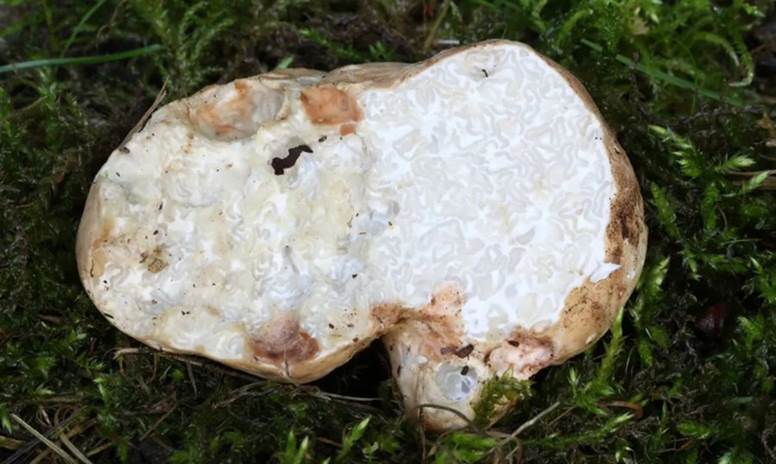 Белый трюфель самый дорогой в мире