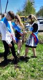 Сажают сирень на "Аллею выпускника"