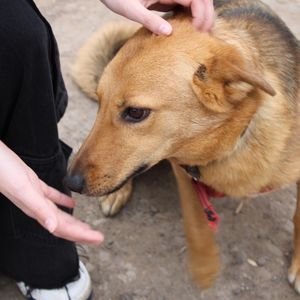 ЭТИ НОСИКИ ИЩУТ ДОМ. ВДРУГ ИМЕННО ТЫ?