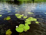 Кувшинки