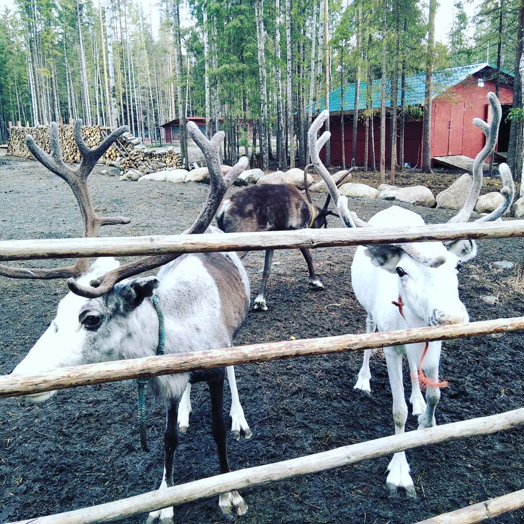 Северные олени в питомнике Карелии
