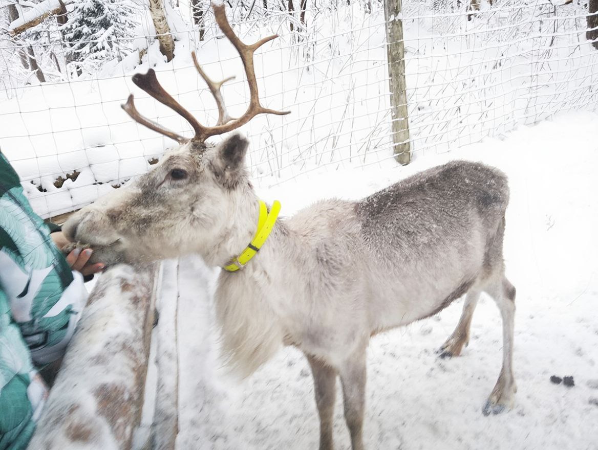 Экскурсия к водопаду Кивач с хаски и оленями зимой в Карелии